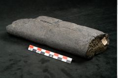 Foto (Seitenansicht) von Calamites communis Ettingshausen (NHMW-GEO-2024-0188-10969)